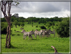 foto Parco nazionale del Chobe